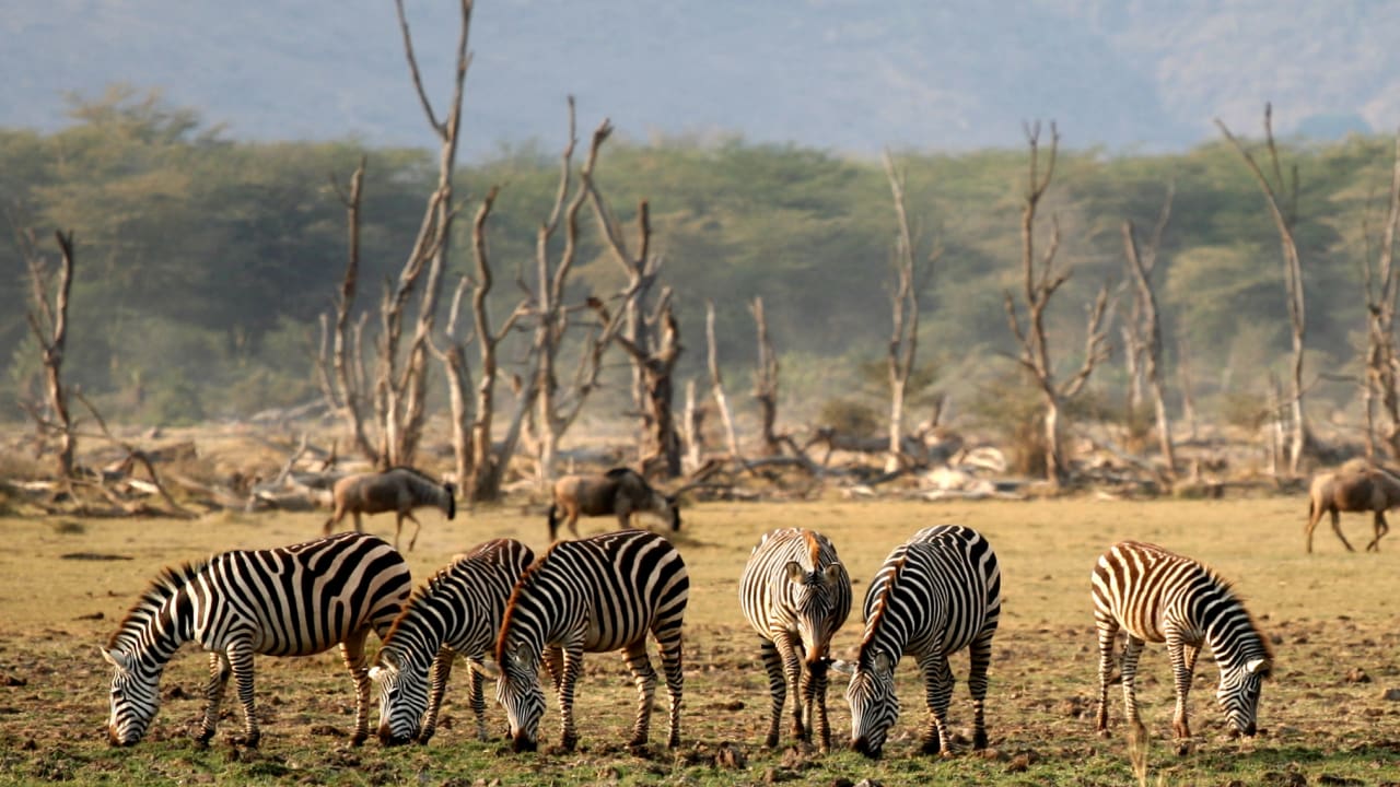 Zebras are eating grass in Lake Manyara National Park in East Africa