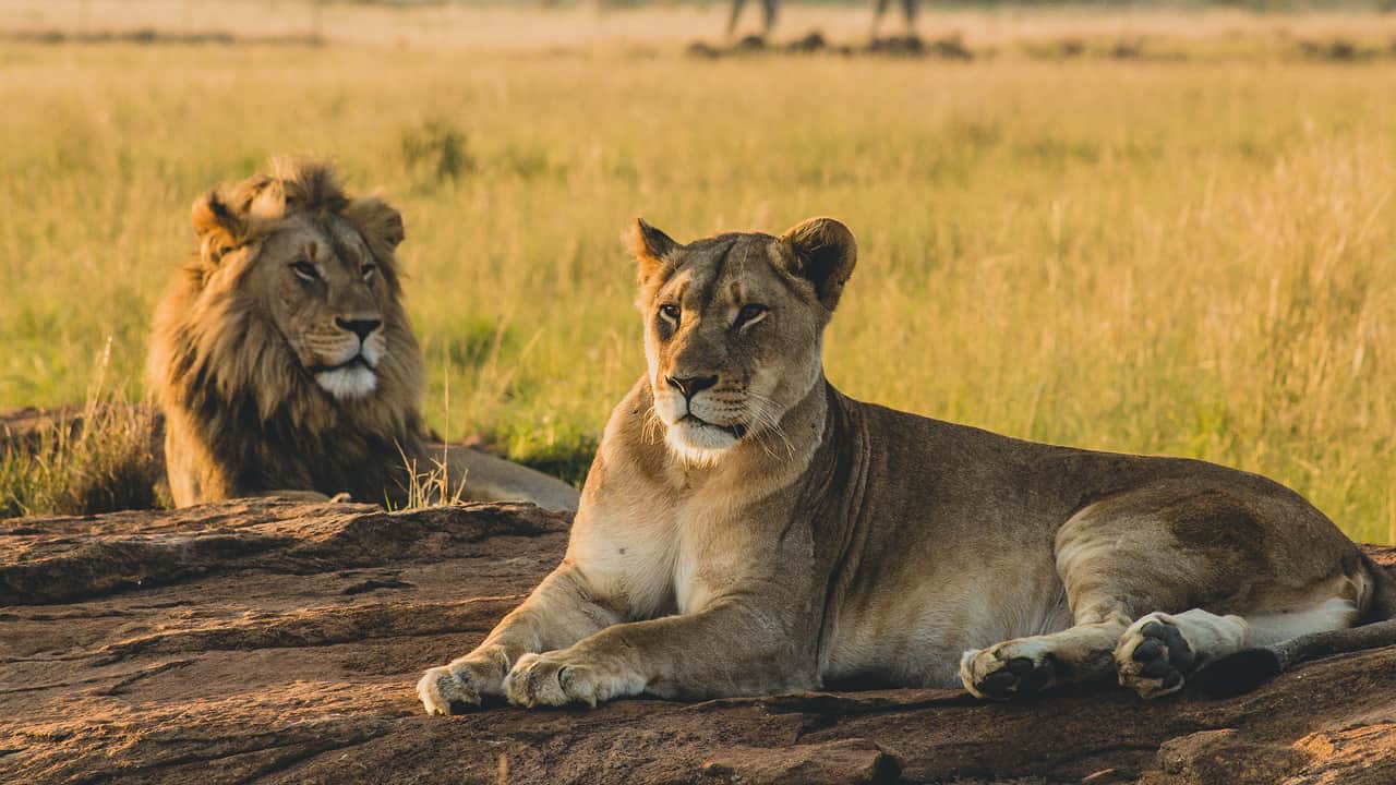 A male and female lion, lying in a Safari located in east africa