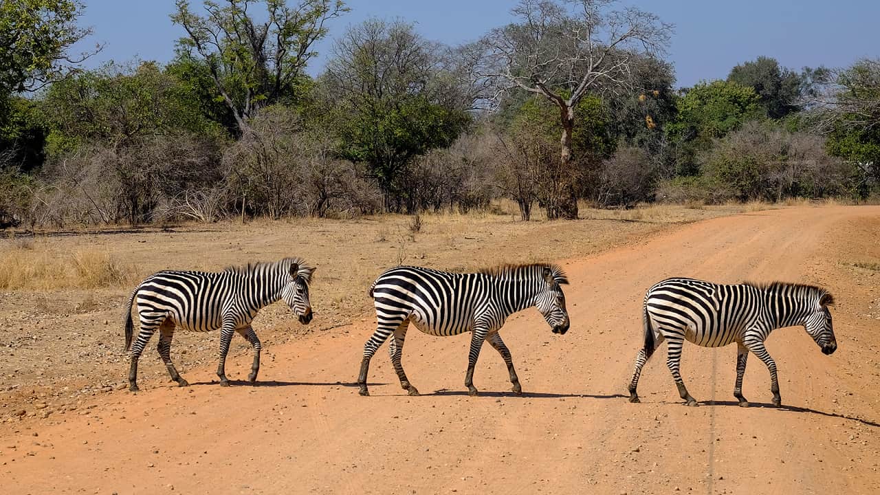 Beautiful view of three zebras crossing the safari road 