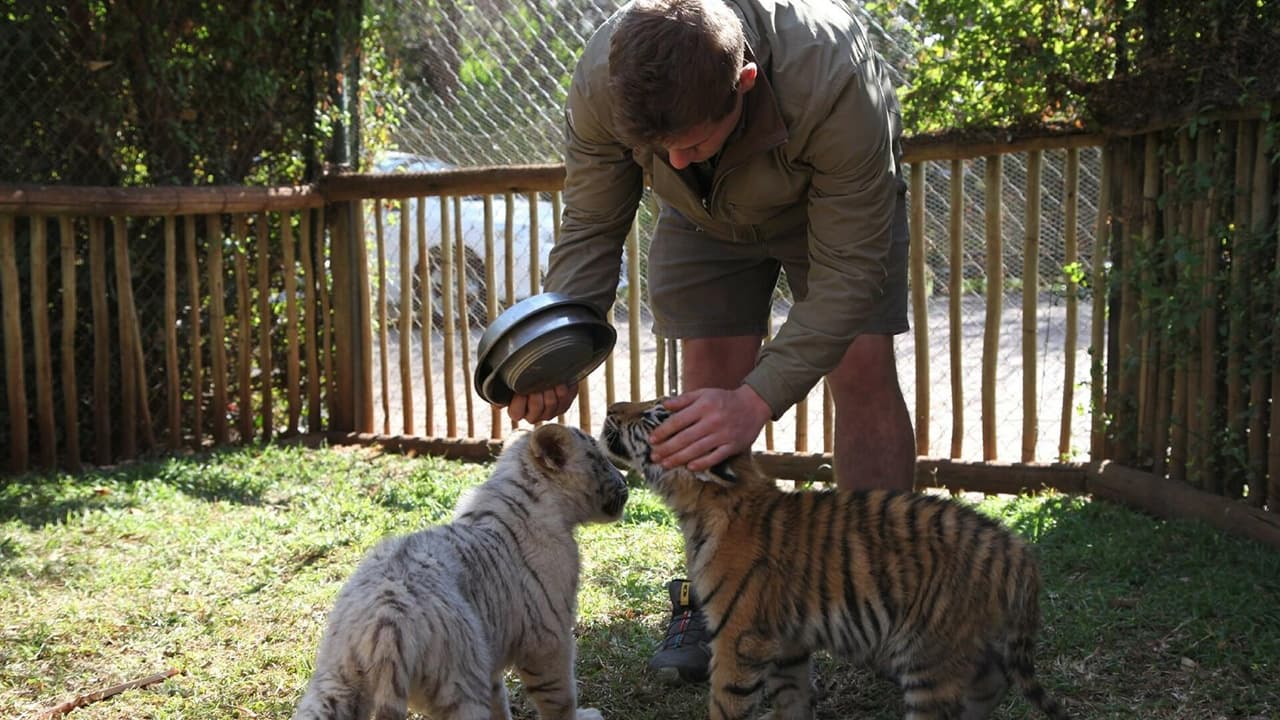 A man is playing with two baby tiger cubs