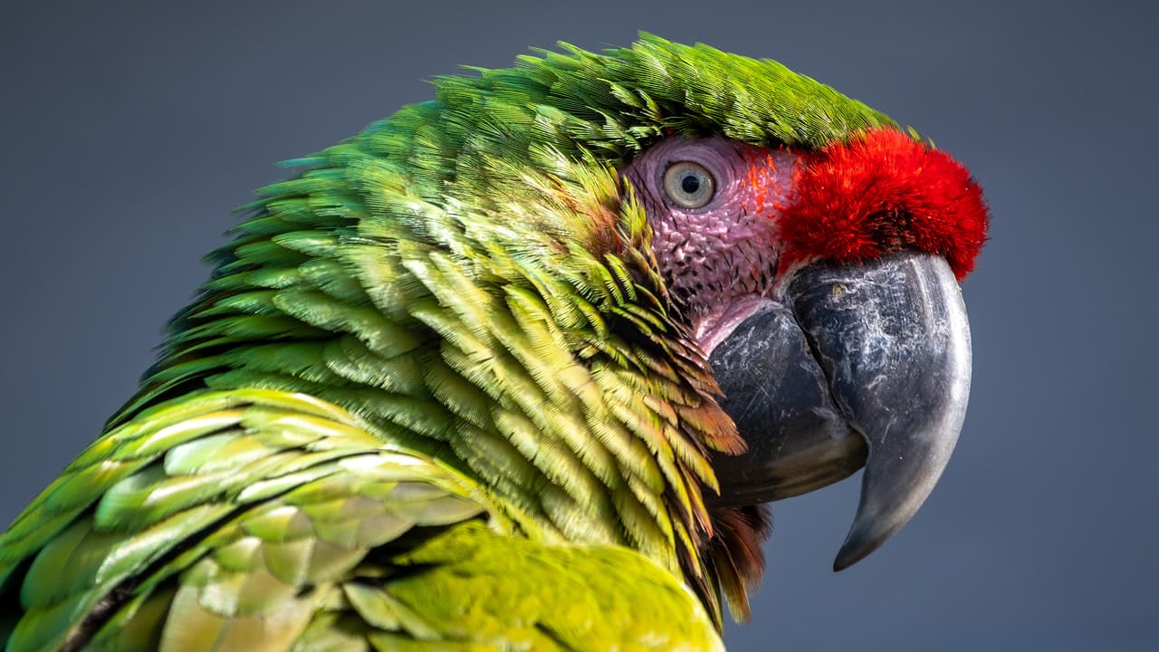 macaw pet