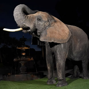 A picture of an elephant taken during a night safari