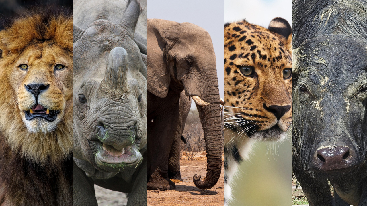 big five safari animals