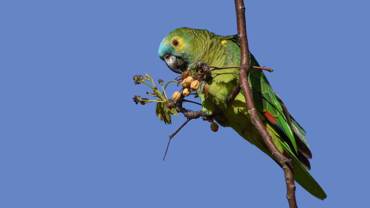 what is poisonous to birds