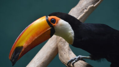 Amazon Rainforest Birds