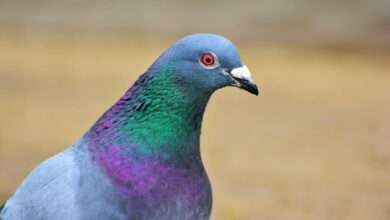 Pigeon Closeup