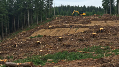 How Does Deforestation Affect Climate Change