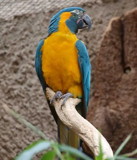 Blue Throated Macaw Nesting