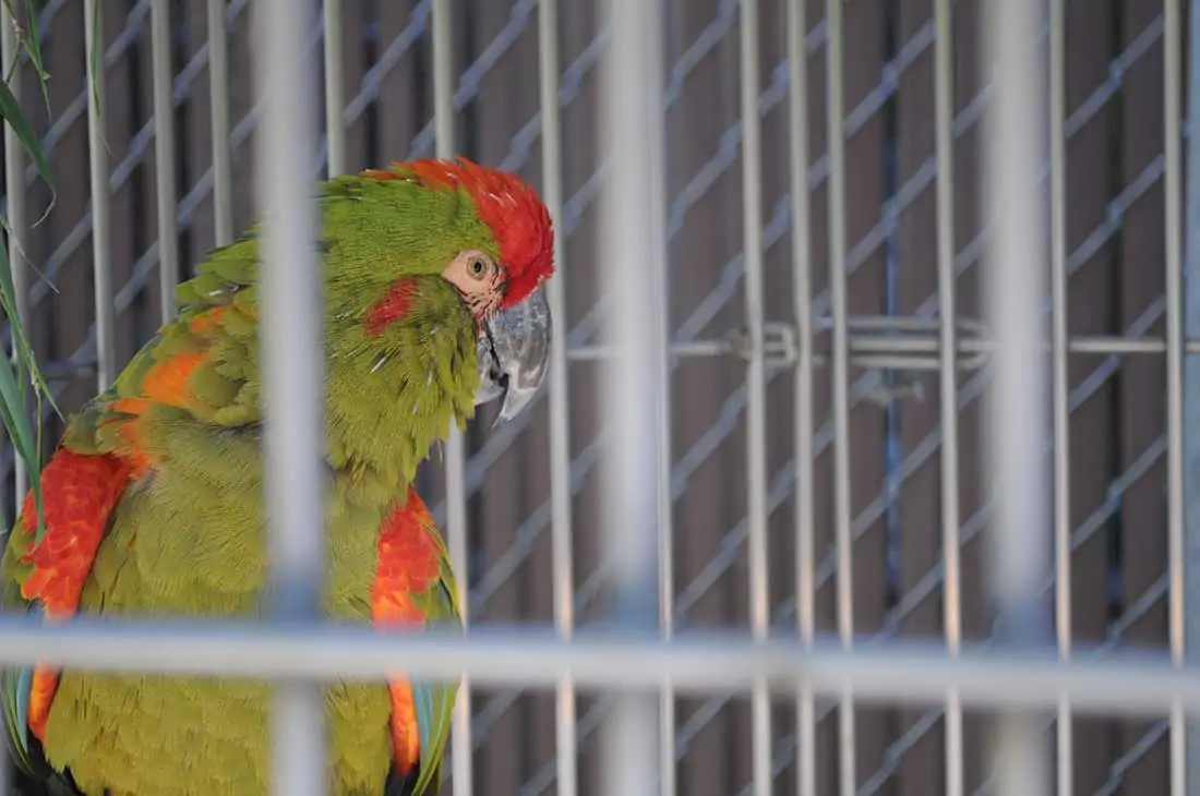 Red Fronted Macaw as pet