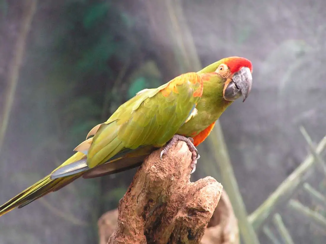 Red Fronted Macaw