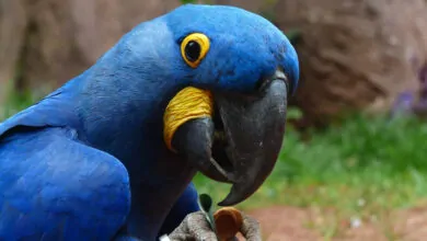 Blue Macaw