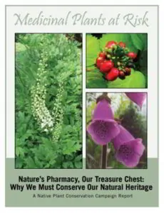 medicinal plants at risk