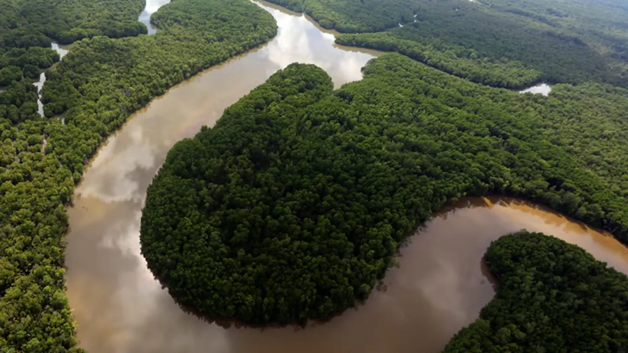 arial capture of one of the world's largest rainforest Borneo Lowland