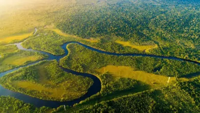 Largest Rainforests in the World