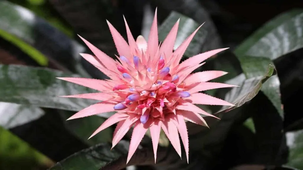 Bromeliads plant is a Tropical rainforest plant