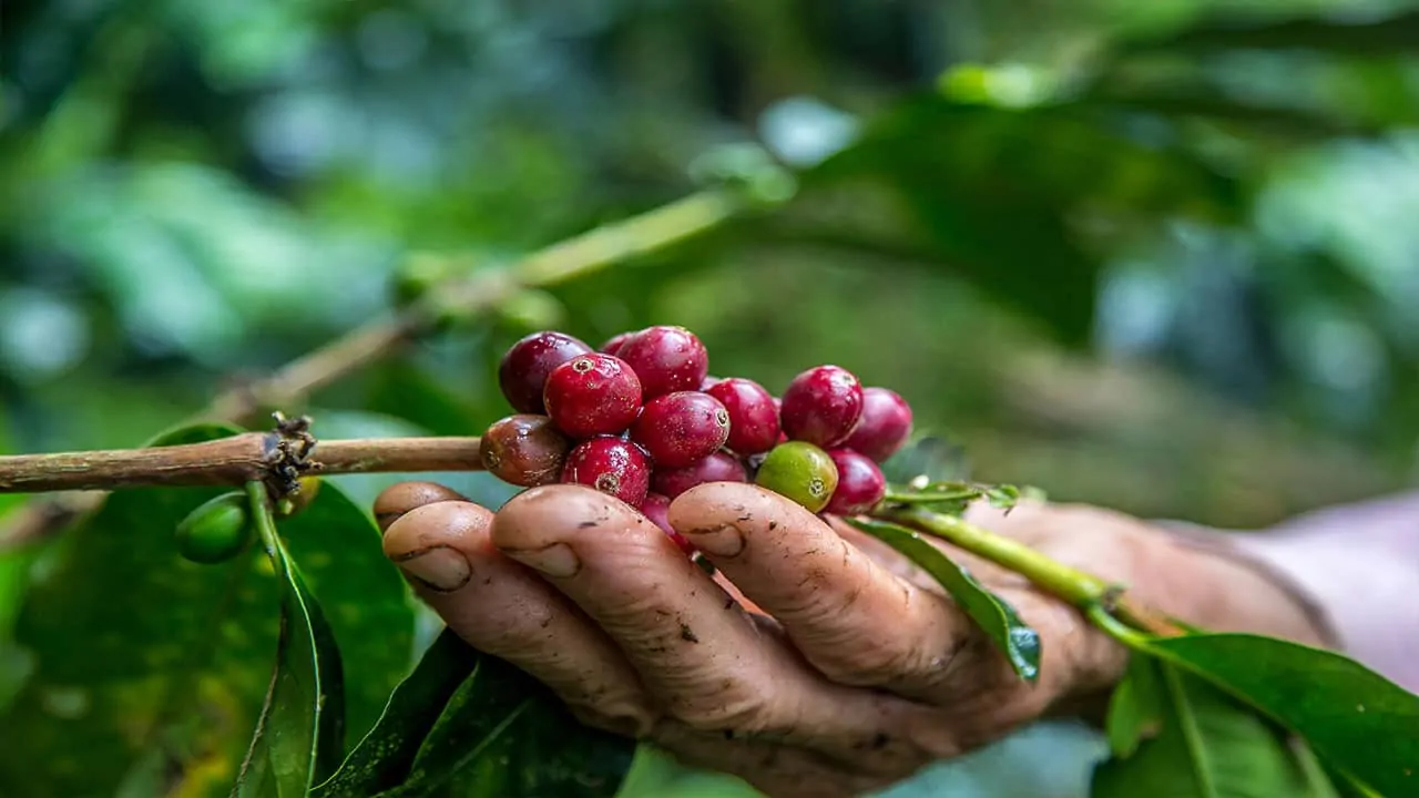 coffee plant found in amazon rainforest