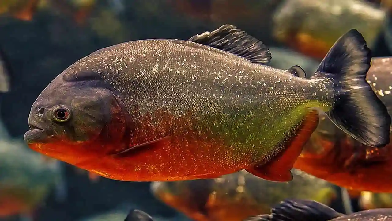 red-bellied piranha is a fish with striking appearance