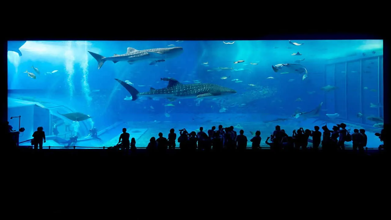 It is one of the largest and famous spots for families that portrays all about aquatic/marine life