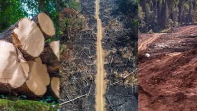 Deforestation in the Amazon Forest