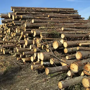 clear cut wood logs